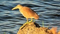 Pond Heron on the hunt at the lake shore of Parakrama Samudra, Polonnaruwa Sri Lanka.