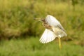 Pond Heron bird in flight with green background Royalty Free Stock Photo