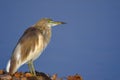 Pond heron bird, India Royalty Free Stock Photo