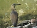 Pond Heron, Bird on Lake Side, Green Algae Water in Background.