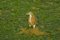 Pond heron in a canal with vegetations. Royalty Free Stock Photo