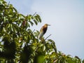 Pond Heron Perched on Tree Branch Royalty Free Stock Photo