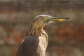 Pond Heron At Vigilance!