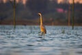 Indian Pond Heron standing on the cool waters at Ameenpur lake in Hyderabad India