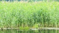 Pond with high reeds. Rushy lake. Wild nature