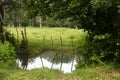 Pond by a humid meadow, marsh with pollarded ash trees