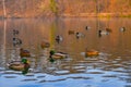 Pond inhabited by richly colored ducks