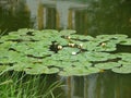 The pond inside the Kremlin of Rostov the Great. Nenuphars. Royalty Free Stock Photo