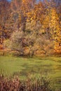 A pond with its surface covered with green duckweed and bright colored trees in the background in autumn Royalty Free Stock Photo