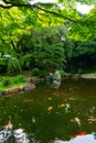 Carp pond in the Japanese garden. City park in Tokyo