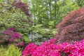 A pond in the Japanese garden in park Clingendael, the Hague is surrounded by azaleas and trees and shrubs in many different color Royalty Free Stock Photo