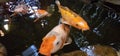 Pond Jewels: Koi Fish Masterpieces