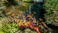 Pond, Koi Carp, Fish, Water Garden, Japanese Garden