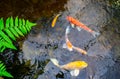 Pond and koi fish forest with a green fern pattern. Royalty Free Stock Photo