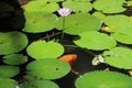 Koi pond in Kona Hawaii