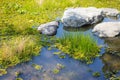 Pond lake green swamp fresh nature shallow water flood area with aquatic plants grass good ecology Royalty Free Stock Photo