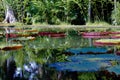 Pond, lake with water lilis