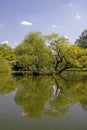 Pond landscape with willows in spring Royalty Free Stock Photo