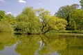 Pond landscape with willows in spring, Germany Royalty Free Stock Photo