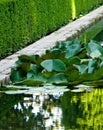 Pond landscaping with aquatic plants