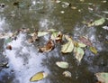 Pond and leafage