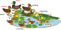 Pond with life cycle of wild ducks mallard or Anas platyrhynchos.