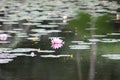 Pond lilies