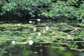 Pond lilies