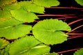 Pond Lilies