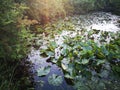 Pond & Lillies Royalty Free Stock Photo