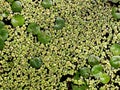 Pond lily