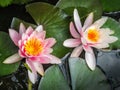 Pond Lily Bloom Double Royalty Free Stock Photo
