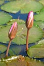 Pond lily flowers Royalty Free Stock Photo