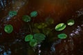 Pond lily leafs floating in river Royalty Free Stock Photo
