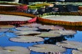 Pond with lily pads Royalty Free Stock Photo