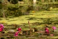 Pond with lily pads. Dragonfly sits on water lily. Wetland Center at Sungei Buloh Wetland Reserve. Royalty Free Stock Photo