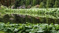 Pond lined with butterburs