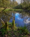 A pond in a local woodland. Royalty Free Stock Photo