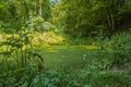 A pond located in a forest in early summer Royalty Free Stock Photo