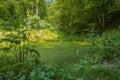 A pond located in a forest in early summer