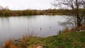 pond of Long in the bay of the Somme near the commune of Long in France Royalty Free Stock Photo