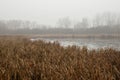 Pond with lots of cattails and reeds in foggy weather. Natural scenery of a water surface with trees in the background. Foreground Royalty Free Stock Photo
