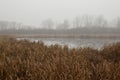 Pond with lots of cattails and reeds in foggy weather. Natural scenery of a water surface with trees in the background. Foreground Royalty Free Stock Photo