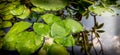 pond, lotus flower, fish pond, flower pond, balinese pool