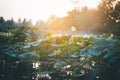 Lotus pond and sunrise Pond with lotus leaf And sunset in the evening. Cool weather