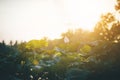 Lotus pond and sunrise Pond with lotus leaf And sunset in the evening. Cool weather