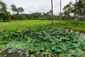 Pond with lotus or waterlilly flowers in Varkala, Kerala, India Royalty Free Stock Photo