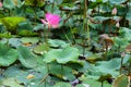 Pond with lotus or waterlilly flowers in Varkala, Kerala, India Royalty Free Stock Photo