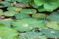 Pond with lotus or waterlilly flowers in Varkala, Kerala, India Royalty Free Stock Photo