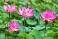 Pond with lotus or waterlilly flowers in Varkala, Kerala, India Royalty Free Stock Photo